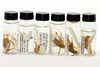 CollectionObject 1582271; 68d7d9a9-46f2-4855-9ee7-e44fcbb700b9: vials with specimens (type series). (CollectionObject).