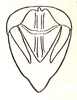 Racilia abbreviata Ramme, 1941: Fig. 40. male genital region. (Otu).