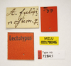 CollectionObject 1536500; f5ca0e16-8d37-4eea-aa41-c7469a72b90e, MZLU178046: female (holotype), labels. (CollectionObject).