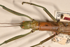 CollectionObject 1559741; 8211705f-dec3-48aa-956f-d20000edad2d: copyright OXUM. female: head & thorax, dorsal view of synonym Megacrania bakeri (holotype). (CollectionObject).