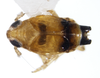Habitus, dorsal view on Delphacodes acuministyla Dozier, 1926: (Observation).