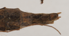Ommatopseudes harmani (Brock, 1995): copyright Natural History Museum, London. female: end of abdomen, dorsal view (paratype). (Otu).