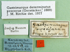CollectionObject 1570318; b5ea7cb5-1914-464d-a56d-f0e1433c616b: labels (paratype of Gastrimargus foveolarum). (CollectionObject).