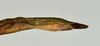 CollectionObject 1559383; c6546c81-edc3-4e11-9827-8421705d3db8: copyright USNM, Washington. (CollectionObject).