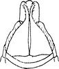 Subgenital plate, ventral view on Dikraneura (Dikraneura) mali (Provancher, 1890): Subgenital plates. (Observation).