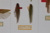 CollectionObject 1505885; e09d9024-f103-42e3-819c-517dfd55be31: female, on drawer (holotype). (CollectionObject).