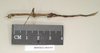 CollectionObject 1559399; NHMUK(SF IMPORT DUPLICATE) 844595, 9f01cb72-547d-4e0e-8c13-d961b09e6b9d: copyright Natural History Museum, London. female, lateral view (holotype). (CollectionObject).