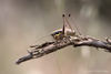 CollectionObject 1588024; 3544b173-30ed-4882-a5f0-a940d7be5e63: male (GR: Kos). (CollectionObject).