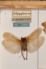 CollectionObject 1531235; e6fad094-bd9a-4131-831a-a5e489ace390: male, on drawer (holotype). (CollectionObject).
