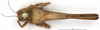 CollectionObject 1521835; OUM 717, 53802070-5e3e-41fd-ac7d-7f0ded875df9: male, dorsal view (holotype). (CollectionObject).