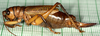 CollectionObject 2046398; cf654e28-9b88-4e5e-a337-f18ce866d053: female, lateral view (paratype). (CollectionObject).