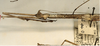 CollectionObject 1557250; 302a083a-774c-4f5c-9d11-d9283a86b667: copyright ZMUH, Hamburg. female: head and thorax, lateral view of synonym Carausius australicus (paralectotype). (CollectionObject).