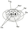 Pyrgacris relictus Descamps, 1968: Fig. 30.4 (after Descamps 1968). phallic complex, posterior view. (Otu).