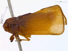 Habitus, lateral view on Anormenis umbrosa (Melichar, 1902) now Anormenis nigrolimbata (Fowler, 1900): (Observation).