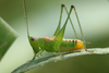 FieldOccurrence 3591; 8e6cf308-0a30-45f1-ae16-5f6dea85a0fe; Isla Paulino, 2026/03/15: male (March 2026). (FieldOccurrence).