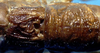CollectionObject 1499285; 13055d19-4a42-4600-9107-4656f39c4738: male pronotum and tegmina (holotype). (CollectionObject).