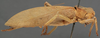 CollectionObject 1506541; 1dd725e1-f122-4420-9151-2972a6d43d75: female, lateral view (syntype). (CollectionObject).