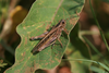 FieldOccurrence 428; ea00beb8-cc34-4894-974e-a1345df826f9; Tanzania
Kikafu Coffee Estate Kilimanjaro, 2014/12/??: male. (FieldOccurrence).