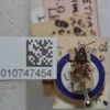 Lethaeus simpsoni Bergroth, 1912: Lethaeus simpsoni. Lectotype. (BMNH) - (CC BY-NC 4.0) Photo by Stuart Cole, reproduced with permission from the Natural History Museum, London, UK. (Otu).