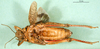 female, ventral view (allotype of Asiotmethis turritus armeniacus). Depicts CollectionObject 1501894; 698699a9-045b-4e55-a1e2-004a9f74c8fc, a CollectionObject.