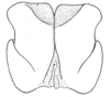 Ceuthophilus (Ceuthophilus) kansensis Hubbell, 1936: Fig. 729. male subgenital plate. (Otu).