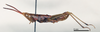 CollectionObject 1578635; bbe6124b-081f-4185-92f2-dd4f9a2e6ecd: male, lateral view (paralectotype). (CollectionObject).