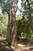 Acrophylla cookorum Brock & Coupland, 2022: copyright Paul D. Brock. Queensland, Springbrook, Apple Tree Park. (Otu).