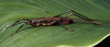 Stetharasa exarmata Montealegre-Z. & Morris, 1999: male (from La Sirena, Colombia). (Otu).