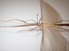 CollectionObject 1590087; 776bef6d-ee42-434c-942f-aa876980f107: copyright MNHN, Paris. female head & thorax, lateral view (paratype). (CollectionObject).