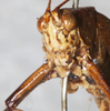 CollectionObject 1566593; NMW 5341, c17a3797-a41c-45be-ba92-fdb0cce8f145: male, frontal view. (CollectionObject).