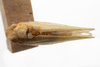 Habitus, dorsal view on Bulldolonia impressa (Metcalf & Bruner, 1930): (Observation).