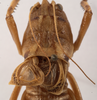 CollectionObject 1534691; d2e69594-0070-481d-9ad7-6e7d6a92a85a: male stridulatory apparatus (syntype). (CollectionObject).