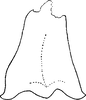 Connective on Empoascanara (Empoascanara) tytaniae Dworakowska, 1971: Connective. (Observation).