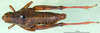 CollectionObject 1501128; 7dad5eed-a862-4f96-a2cc-97947efd1577: female, dorsal view (holotype). (CollectionObject).