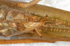 CollectionObject 1576501; NMW 17180, e5e2f53e-3acc-4498-8166-4f0c0ab6ddc9: male abdomen tip, ventral view. (CollectionObject).