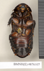 Ancaudellia kheili (Bolívar, 1898): Copyright Natural History Museum, London. Non-type (adult male) in BM(NH). Ventral view. (Otu).