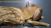 CollectionObject 1501713; 0b1827c4-f9c1-4c4a-ac8b-88c8c6f15d2e: female head and pronotum, lateral view. (CollectionObject).