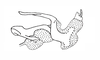 Kyphiacris andeana Carbonell & Descamps, 1978: Fig. 28. phallic complex without epiphallus, lateral view. (Otu).