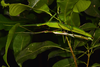 CollectionObject 1583391; 9f077877-a253-442c-a792-3004f95ff7be: copyright Paul D. Brock. mating pair, 3 Feb 2017 (paratypes). (CollectionObject).;CollectionObject 1583392; 0cf49123-6b87-427c-86aa-33563c7b33d9: copyright Paul D. Brock. mating pair, 3 Feb 2017 (paratypes). (CollectionObject).