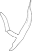 Aedeagus, lateral view on Shaddai typicus Distant, 1918: Aedeagus, lateral view. (Observation).