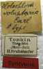 CollectionObject 1505921; 212c9be8-9249-49f9-aa73-0a3ef4899557: labels (syntype). (CollectionObject).