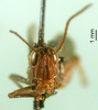 CollectionObject 1501518; 51040bef-ade0-45ae-9108-57f811cfae1e: male, frontal view (syntype of Gryllus bicolor). (CollectionObject).