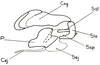 Pyrgacris relictus Descamps, 1968: Fig. 30.7. penis and distal parts of ectophallus, lateral view (after Descamps 1968). (Otu).