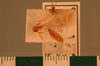 Escala insignis Shelford, 1906: Copyright UMO, Oxford. Type, dorsal view. (Otu).