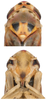 Head on Arboridia (Arboridia) huajiangensis Jiang, Luo & Song, 2021: head and thorax; face. (Observation).