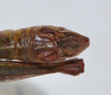 CollectionObject 1533435; e4f8e4d1-e9f3-4835-82fd-de4910e40be8: male abdomen tip, dorsal view (holotype). (CollectionObject).