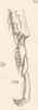 Other: !! display not done !! on Antianthe expansa (Germar, 1835): (Observation).