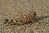 Heteracris littoralis (Rambur, 1838): individual from Gran Canaria (Canary Islands). (Otu).