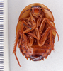 Hemiblabera tenebricosa Rehn & Hebard, 1927: Photo taken by Heidi Hopkins. (Otu).
