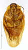 CollectionObject 1587334; MNHN(SF IMPORT DUPLICATE) MNHN-EP-EP1359, e76a3633-e439-472e-b525-101e75149d95: CC BY-NC-ND 4.0/MNHN - Depraetere Marion - 2014. Holotype, male, of crassa Grandcolas, 1994. Specimen number: MNHN-EP-EP1359. http://coldb.mnhn.fr/catalognumber/mnhn/ep/ep1359. (CollectionObject).